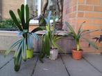 Kamerplanten: Clivia, Aspidistra, Stapelia, Ophalen, Overige soorten, Halfschaduw, In pot