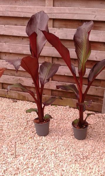 maurellie s (bananenplanten) beschikbaar voor biedingen