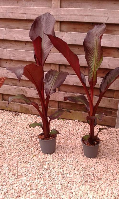maurellie s (bananenplanten), Tuin en Terras, Planten | Tuinplanten, Ophalen