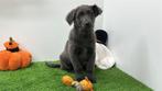 Duitse Herder pups, Dieren en Toebehoren, Honden | Herdershonden en Veedrijvers, België, 8 tot 15 weken, CDV (hondenziekte), Meerdere
