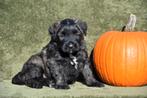 Bouvier pups, Dieren en Toebehoren, Honden | Herdershonden en Veedrijvers, Bouvier, België, CDV (hondenziekte), 8 tot 15 weken