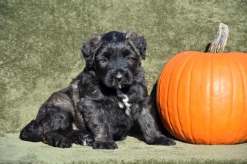 Bouvier pups 