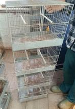 Kanaries, Animaux & Accessoires, Oiseaux | Canaris