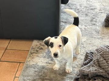 chiots jack russell, Particulier, Chien (mâle), Parvovirose, Belgique