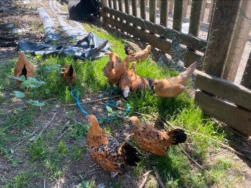 Java kriel kuikentjes, Dieren en Toebehoren, Pluimvee, Kip, Meerdere dieren