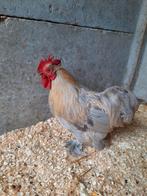 Mooie lieve Cochin haan, Dieren en Toebehoren, Pluimvee
