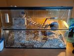 Terrarium, Dieren en Toebehoren, Reptielen en Amfibieën | Toebehoren, Ophalen of Verzenden, Zo goed als nieuw