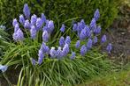 Muscari armeniacum, het blauwe druifje, Ophalen, Lente, Vaste plant, Volle zon