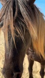 Cheval etalon silver dapple, Dieren en Toebehoren, L
