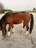 Franche montagne 4ans en mars a vendre, Dieren en Toebehoren, Paarden en Pony's | Hoofdstellen en Tuigage, Ophalen of Verzenden