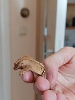 wimpergekko ongesext, Dieren en Toebehoren, Reptielen en Amfibieën