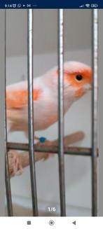 Couple canaris mosaïque rouge 2023 à, Animaux & Accessoires, Oiseaux | Canaris, Canari de couleur, Plusieurs animaux