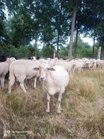 60-ramlammeren, Dieren en Toebehoren, Schapen, Geiten en Varkens