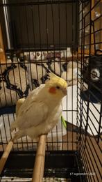 Calopsitte, Dieren en Toebehoren, Vogels | Parkieten en Papegaaien, Geslacht onbekend, Parkiet, Geringd