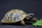 Nakweek Griekse landschildpad '22, Dieren en Toebehoren, Schildpad, 3 tot 6 jaar