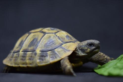 Nakweek Griekse landschildpad '22, Dieren en Toebehoren, Reptielen en Amfibieën, Schildpad, 3 tot 6 jaar