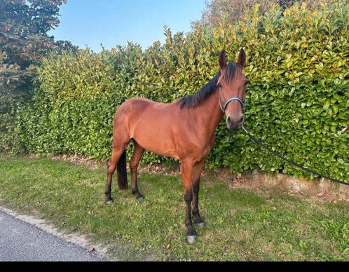 Merrie te koop., Dieren en Toebehoren, Paarden, Merrie, Zadelmak, 160 tot 165 cm, 3 tot 6 jaar, Springpaard, Gechipt, Ontwormd