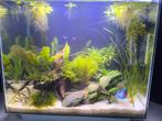 Kikkerbeet aquarium planten, Dieren en Toebehoren, Vissen | Aquaria en Toebehoren, Ophalen, Gebruikt, Plant(en), Steen of Hout