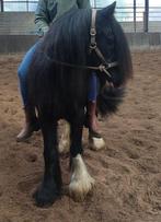 Tinker Merrie te koop, Dieren en Toebehoren, Paarden, Merrie, Minder dan 160 cm, Niet van toepassing, 11 jaar of ouder