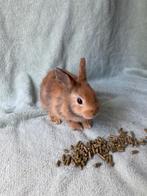 Baby konijntje te koop, Dieren en Toebehoren, Mannelijk, Dwerg, 0 tot 2 jaar