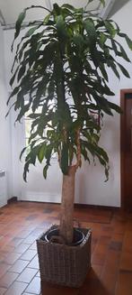 Grande plante intérieure, Huis en Inrichting, Kamerplanten, Ophalen of Verzenden
