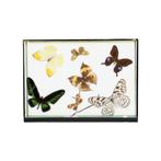 Kleurrijke Ingelijste Tropische Vlinders Taxidermie Insecten, Opgezet dier, Gebruikt, Ophalen of Verzenden, Insect
