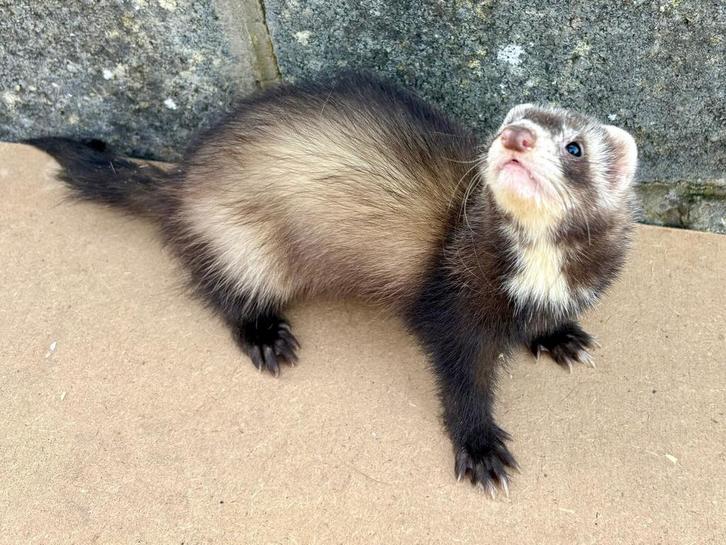 Jonge mannelijke fret, Dieren en Toebehoren, Knaagdieren, Mannelijk, Fret, Juli