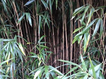 Gratis Chinese Bamboe stokken., Tuin en Terras, Ophalen, Bamboe