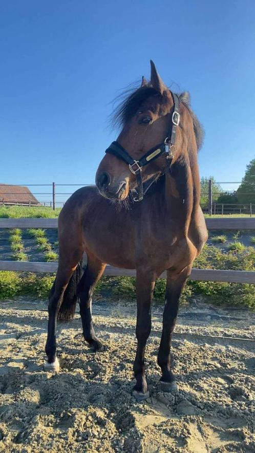 7 jarige ruin TE KOOP, Dieren en Toebehoren, Paarden, Ruin, Zadelmak, 175 cm of meer, 7 tot 10 jaar, Recreatiepaard, Met stamboom
