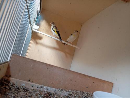 5 koppels distelvinken, Dieren en Toebehoren, Vogels | Overige Vogels