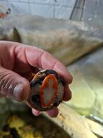 Te koop nakweek emydura subglobosa, Dieren en Toebehoren, Reptielen en Amfibieën