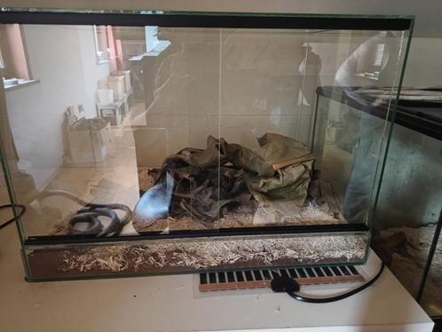 terrarium, Animaux & Accessoires, Reptiles & Amphibiens | Accessoires, Comme neuf, Terrarium ou Paludarium, Enlèvement