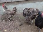 kippen en hanen, Dieren en Toebehoren, Pluimvee, Meerdere dieren, Kip