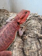 Femelle extreme red, Animaux & Accessoires, Reptiles & Amphibiens, Lézard, 0 à 2 ans