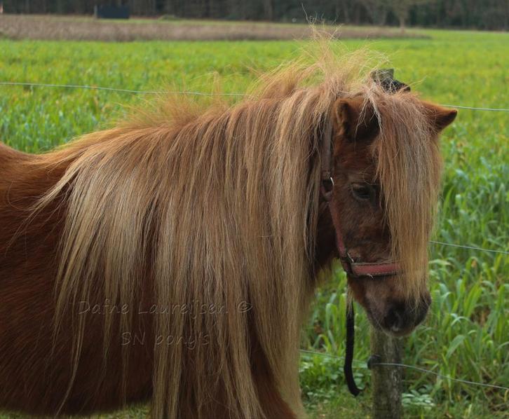 Shetland merrie (s) 🩷, Dieren en Toebehoren, Pony's, Merrie, Onbeleerd