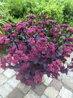 sedum chocolate cherry in pot, Tuin en Terras, Planten | Tuinplanten, Ophalen
