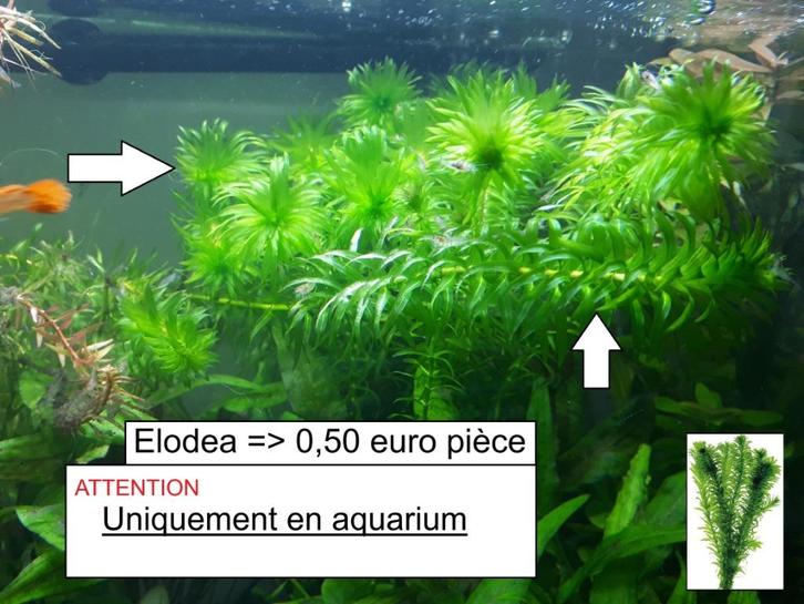 Plantes aquarium, Animaux & Accessoires, Poissons | Aquariums & Accessoires, Neuf, Plante(s), Pierre ou Bois, Enlèvement