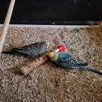 Grasparkieten 1 mannetje en 1 vrouwtje - mooie kleuren!, Dieren en Toebehoren, Vogels | Parkieten en Papegaaien, Meerdere dieren