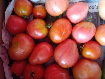 Bio tomaten beschikbaar voor biedingen