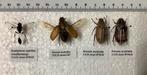 Lot insecten uit Spanje, Ophalen of Verzenden, Zo goed als nieuw