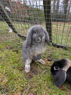 Dwerghangoor baby's, Plusieurs animaux, Nain, Oreilles tombantes, 0 à 2 ans