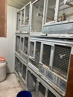 Kweekkooien, Dieren en Toebehoren, Ophalen, Aluminium