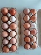 Verse scharel eieren, Dieren en Toebehoren, Pluimvee