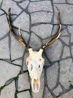 Trophée Mural crâne Antilope, Antiquités & Art, Curiosités & Brocante