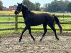 Talentvol dressuurpaard, Gechipt, Ruin, Dressuurpaard, 3 tot 6 jaar