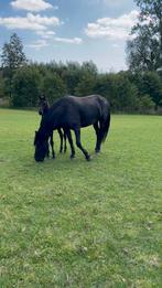 Friese merrie 4j zadelmak, Animaux & Accessoires, Chevaux, Jument, Débourré