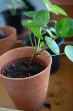 Pilea, Plante interieur, bouture (prix par bouture), Plante verte, Plein soleil, Enlèvement, Moins de 100 cm
