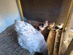 4 brahma kuikens