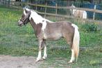 AMHA/NMPRS minipaard merrie en hengstveulen, Dieren en Toebehoren, Pony's, Merrie, Gechipt, Niet van toepassing, 0 tot 2 jaar