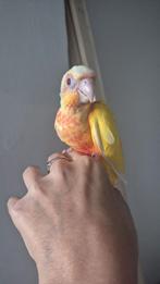 Handtamme lutino Pyrrhura molinae, Dieren en Toebehoren, Vogels | Parkieten en Papegaaien